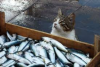 Fish for cat